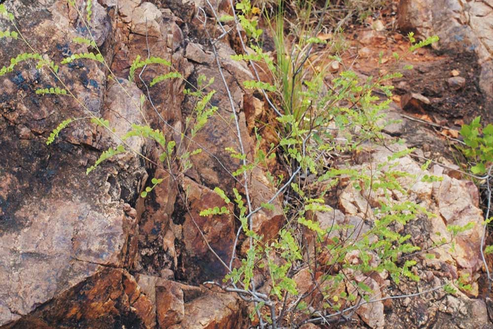 Phyllanthus palakondensis growing from a crevice in bare rock, its slender wiry branches lined with small rounded leaves.